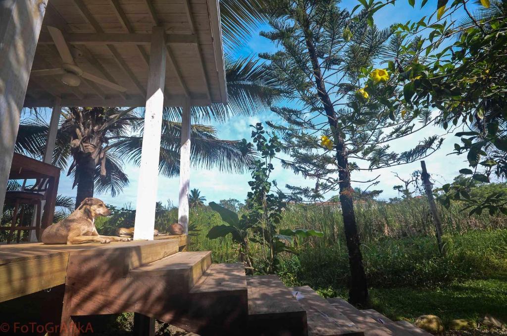 Cabarete Surf Camp Hotel Zewnętrze zdjęcie